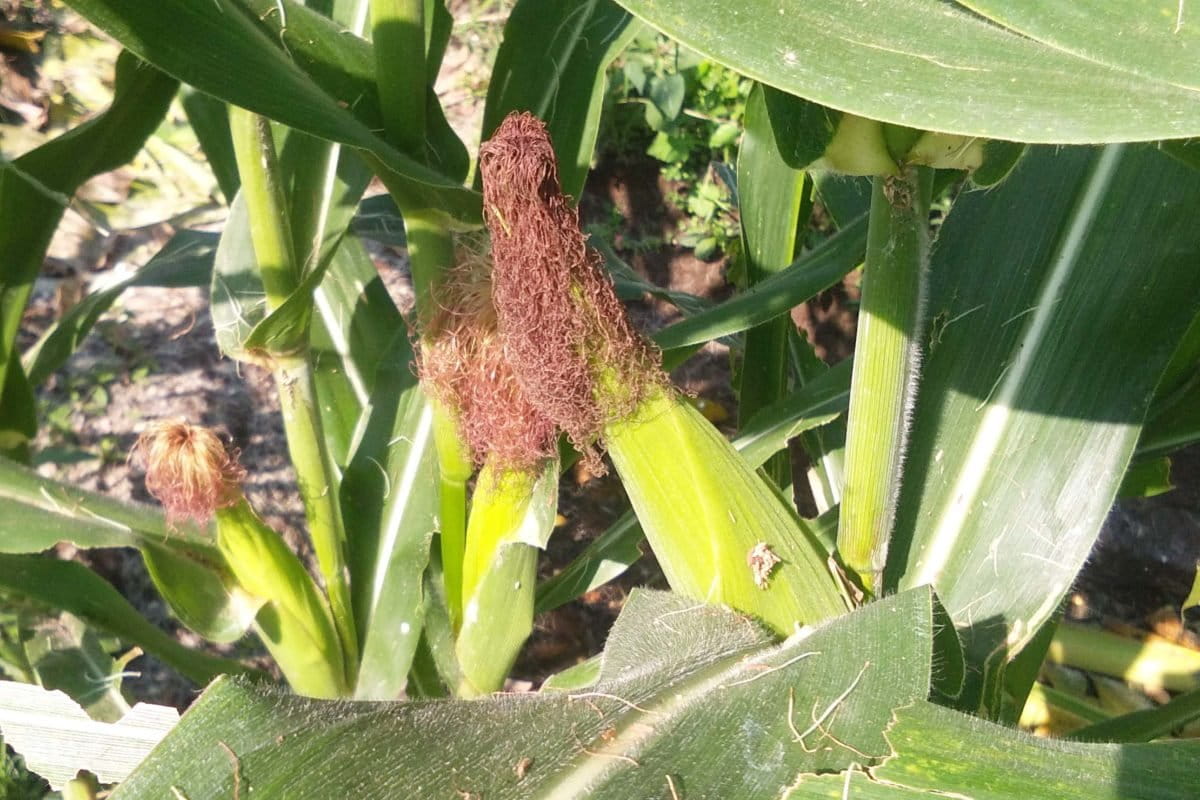 Jagung, sumber karbohidrat di pekarangan Halima-Habibi. Foto: Gafur Abdullah/ Mongabay Indonesia