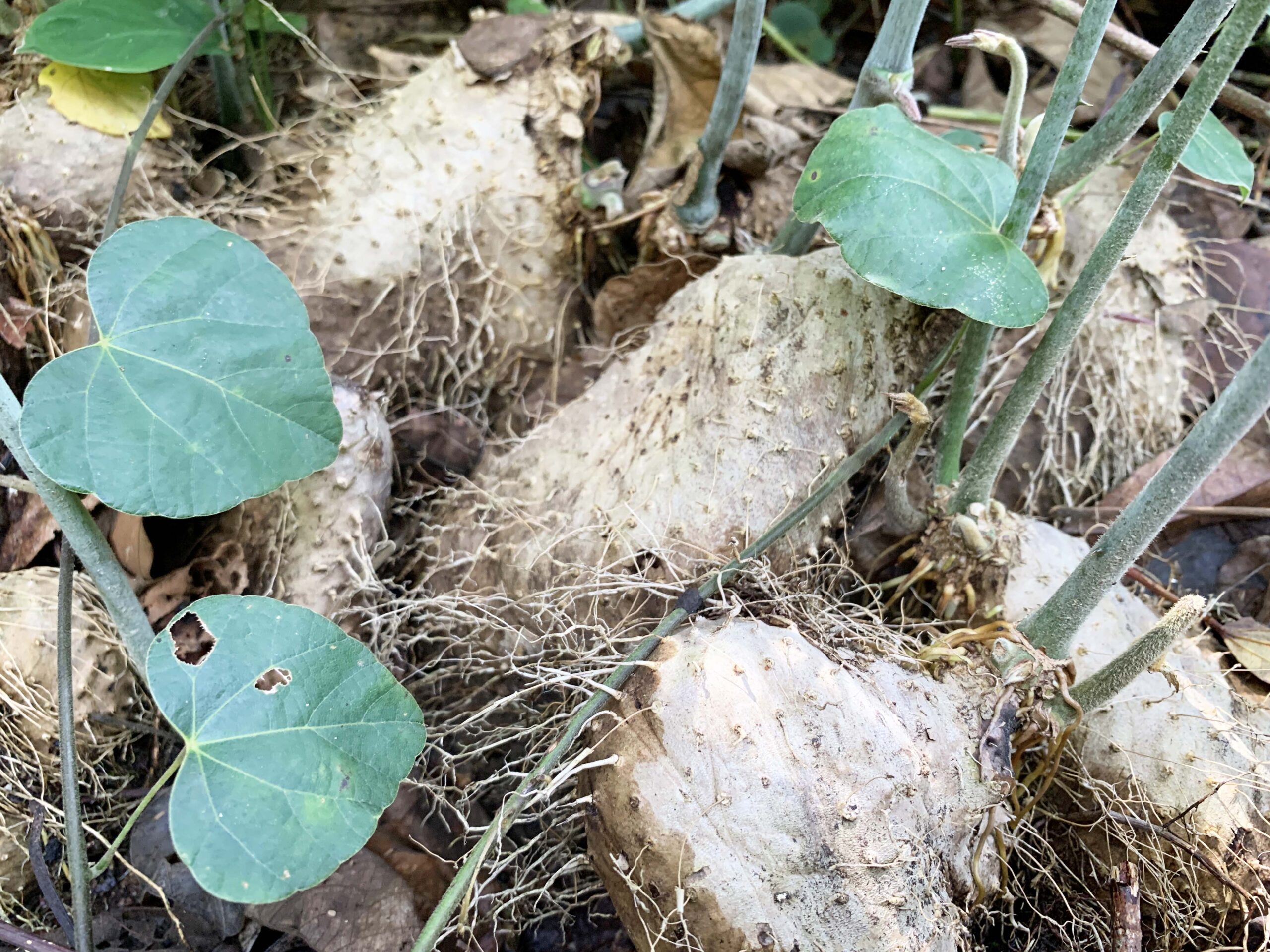 Bibit gadung yang ditanam Tumenggung Nggrip, Pemimpin Kelompok Orang Rimba Kedundung Muda. Foto: Yitno Suprapto/ Mongabay Indonesia 