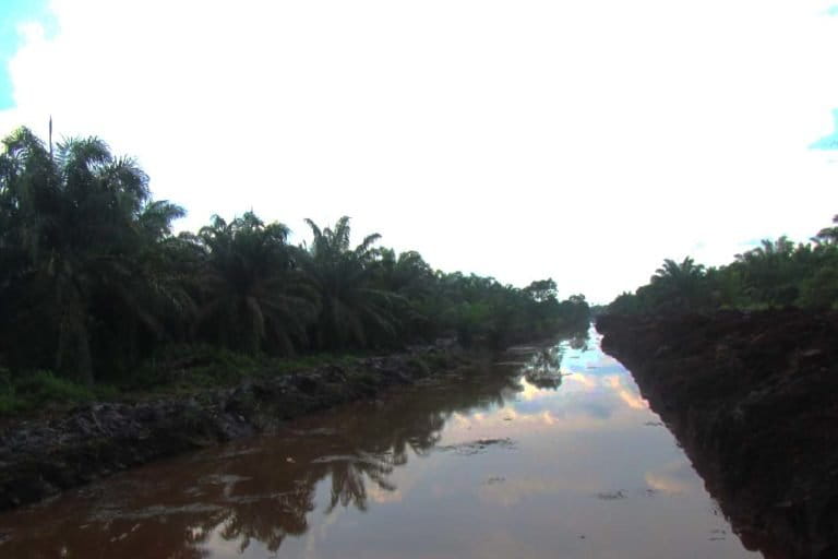 Kebun sawit dan kanal di konsesi perusahaan. Foto: Jikalahari
