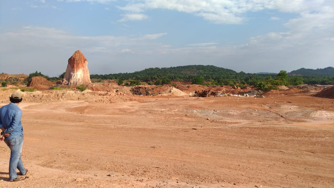 Pepohonan terbabat. Foto: Aseanty Pahlevi/ Mongabay Indonesia