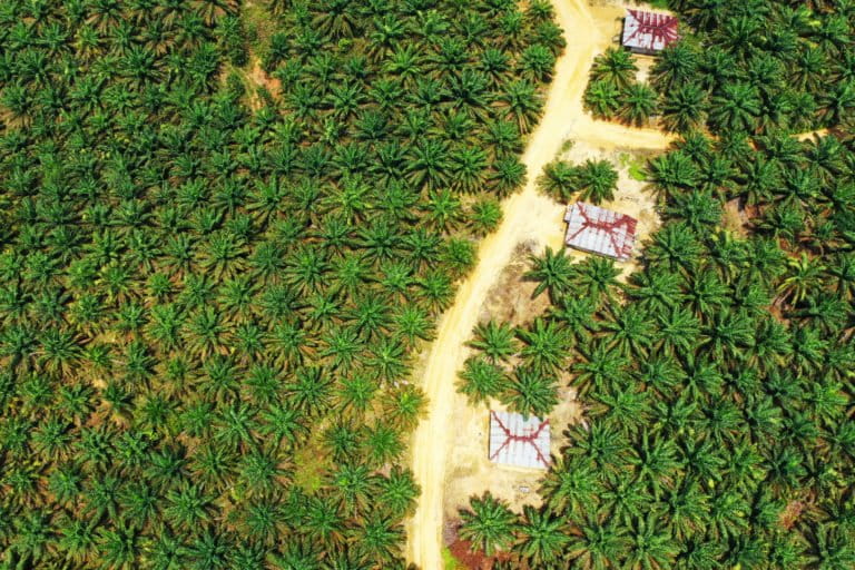 Kebun sawit PT Bagas Indah Perkasa yang diduga beroperasi di dalam kawasan hutan. Perusahaan ini diduga tak tercatat di Direktorat Jenderal Pajak. Foto: Tim Kolaborasi