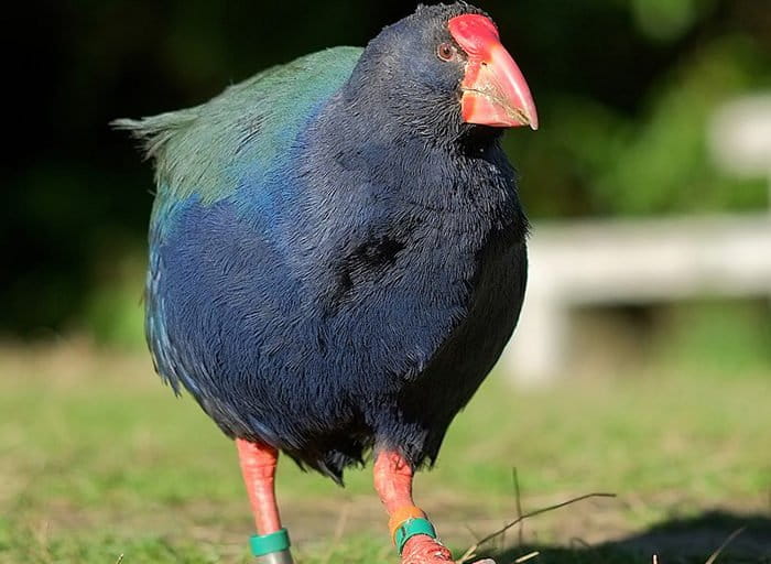 Hanya 4.000 KM dari Habitat Ular Paling Mematikan, Mengapa Selandia Baru Tak Dihuni Ular?