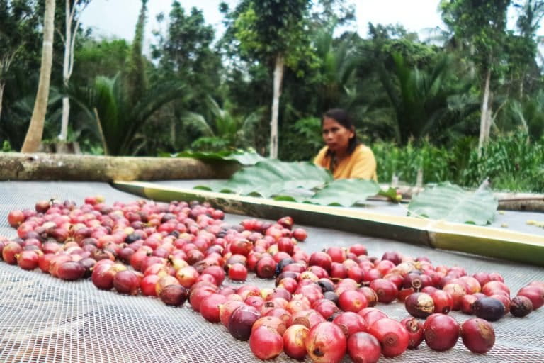 Kopi Meratus. Foto: M Rahim Arza/ Mongabay Indonesia