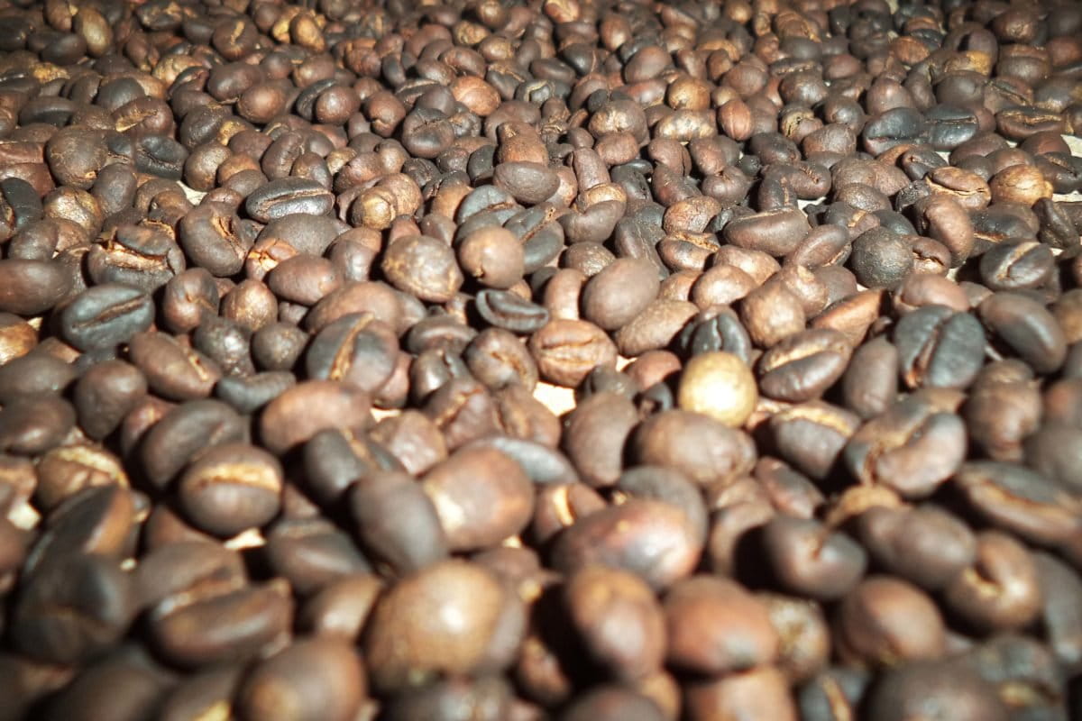 Kopi Meratus. Foto: M Rahim Arza/ Mongabay Indonesia