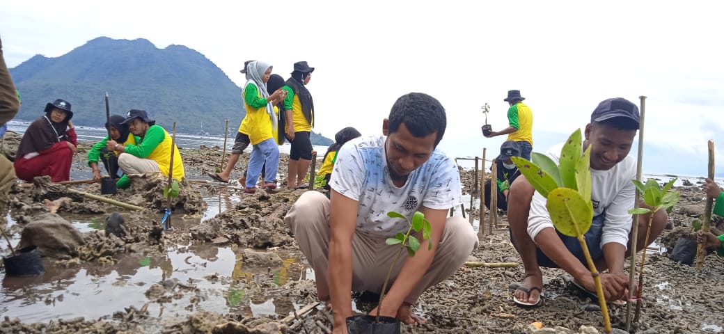 Berupaya memulihkan hutan langrove di pesisir Ternate oleh KNPI bersama para pihak. Foto: Mahmud Ichi/ Mongabay Indonesia