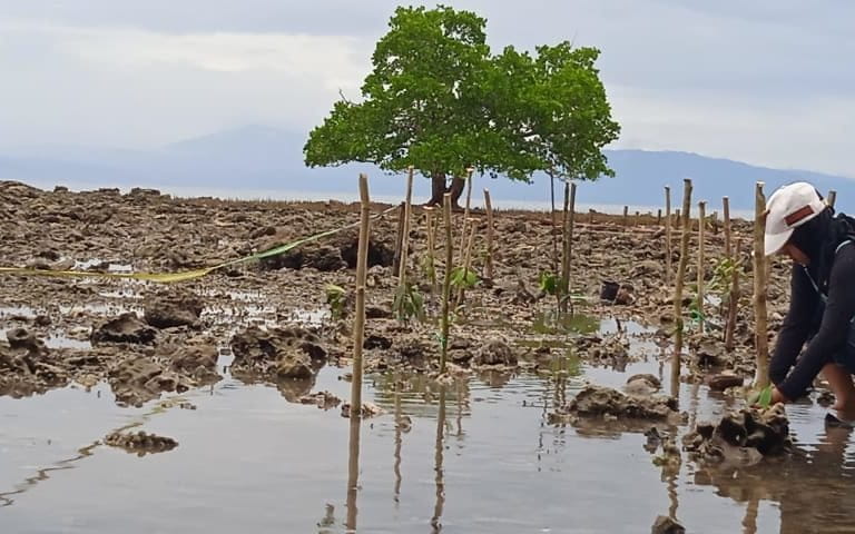Mangrove jenis Sonneratioa yang tersisa di Pantai Masirete. Foto: Mahmud Ichi/ Mongabay Indonesia