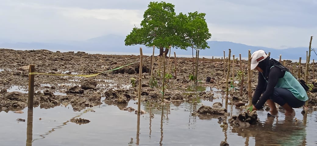 Mangrove jenis Sonneratioa yang tersisa di Pantai Masirete. Foto: Mahmud Ichi/ Mongabay Indonesia