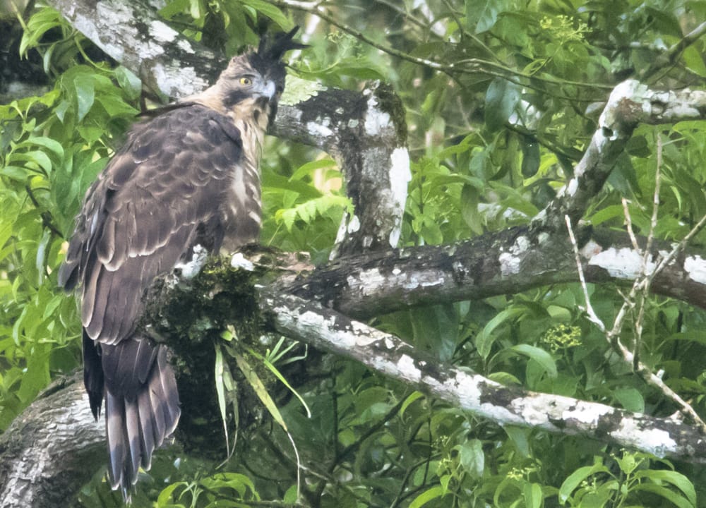 Elang Jawa (Nisaetus bartelsi) yang dilepasliarkan di TNBTS. (Foto: TNBTS).
