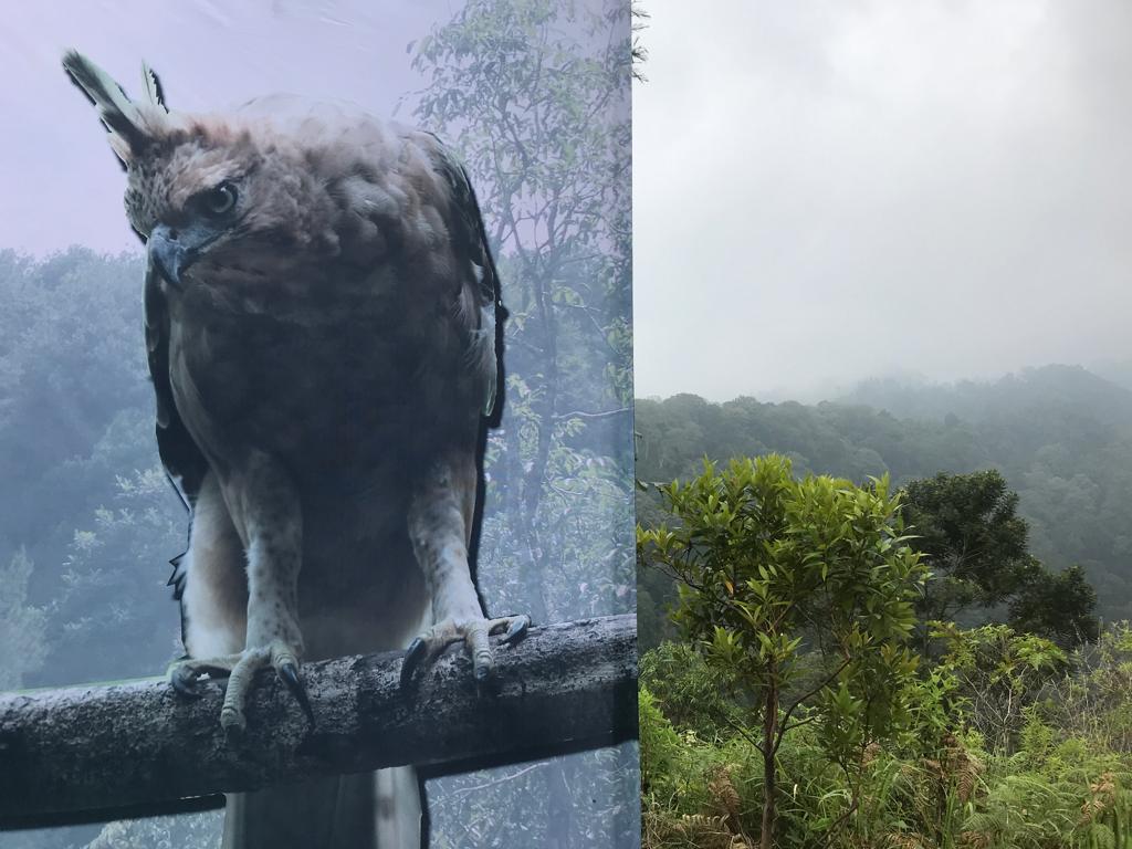 Poster Elang Jawa (Nisaetus bartelsi) pelepasliaran satwa endemik Jawa di TNBTS. (Eko Widianto).