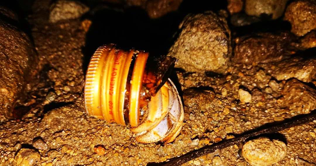 Umang-umang pakai cangkang tutup botol. Foto: David