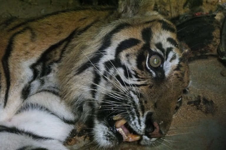 Harimau di tempat penyelamatan satwa BKSDA Jambi. Harimau ini akhirnya mati. Foto: Lili Rambe/ Mongabay Indonesia