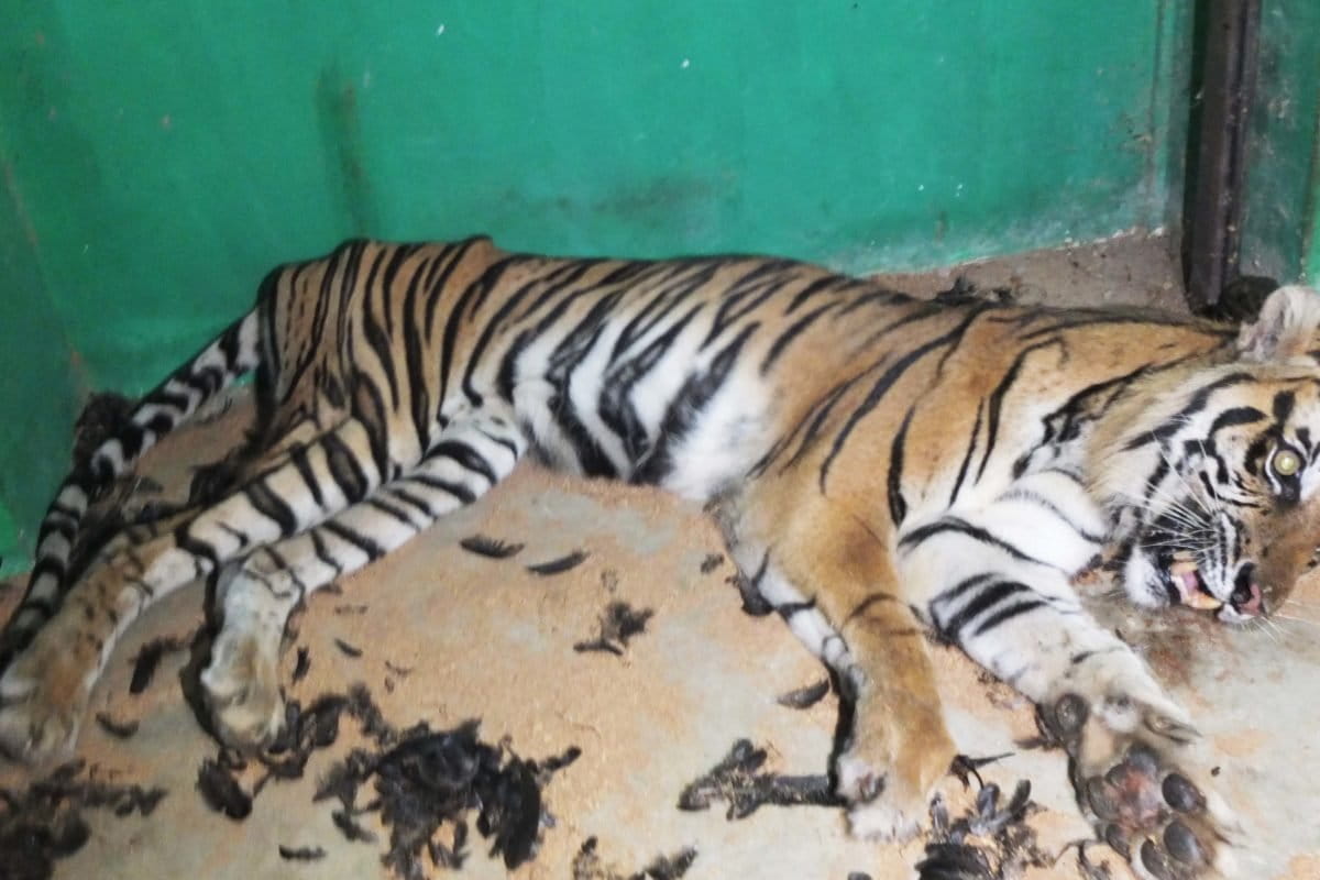 Harimau yang masuk perangkap ttim mitigasi BKSDA jambi. Harimau alami malnutrisi kronit, badan kurus kering. Foto: Lili Rambe/ Mongabay Indonesia