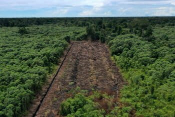 Ekosistem hutan rawa gambut, air tawar, hutan mangrove, dan rivarian menjadi penopang utama seluruh kehidupan di kawasan SM Rawa Singkil. Foto: Junaidi Hanafiah/Mongabay Indonesia