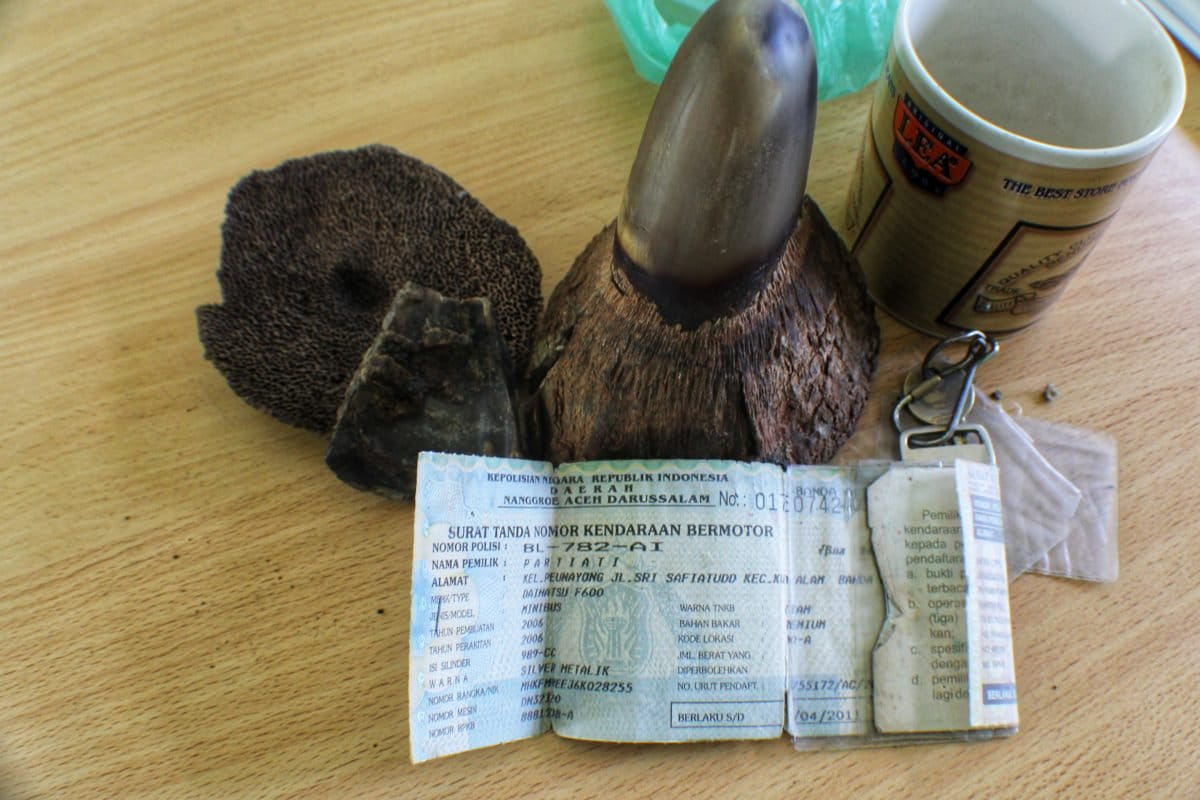 Cula badak sitaan. Foto: Ayat S Karokaro/ Mongabay Indonesia