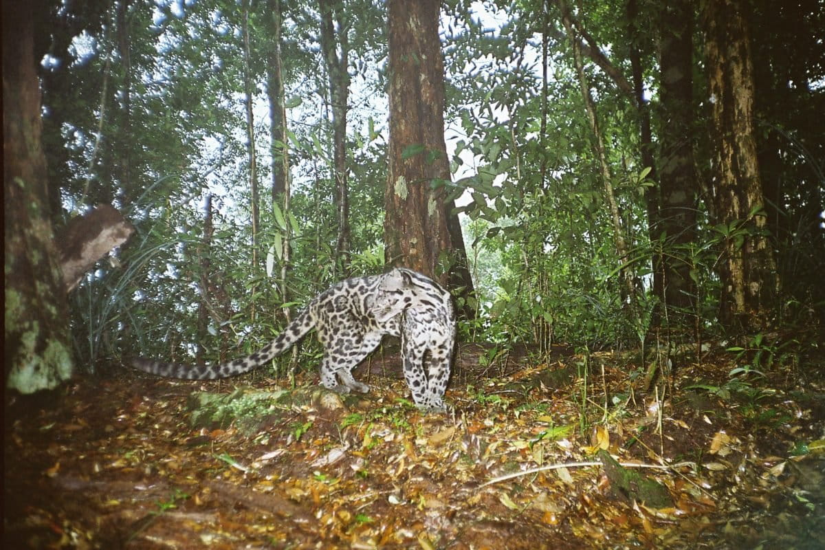 Macan dahan yang terekam kamera penginai. Foto: Matthew Linkie