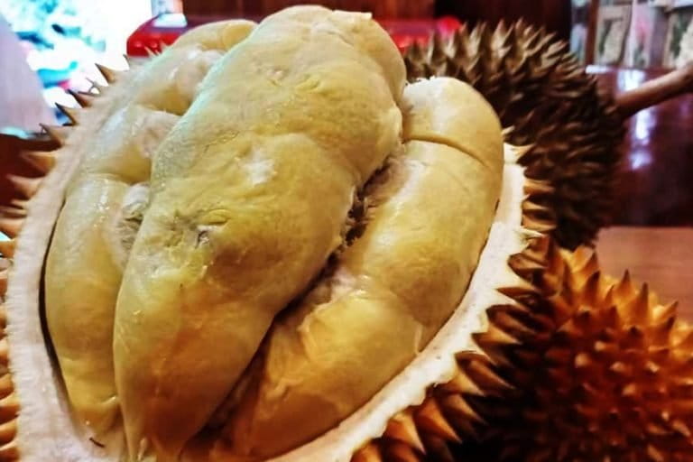 Ripto, durian andalan Trenggalek. Banyak petani atau pekebun bergantung hidup dari durian maupun tanaman buah-buahan lain khawatir, kala masuk tambang, tempat hidup mereka terancam. Foto: A. Asnawi/ Mongabay Indonesia