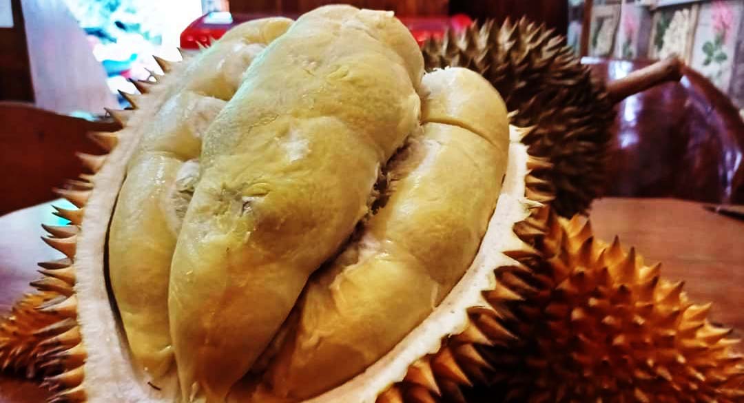 Ripto, durian andalan Trenggalek. Banyak petani atau pekebun bergantung hidup dari durian maupun tanaman buah-buahan lain khawatir, kala masuk tambang, tempat hidup mereka terancam. Foto: A. Asnawi/ Mongabay Indonesia