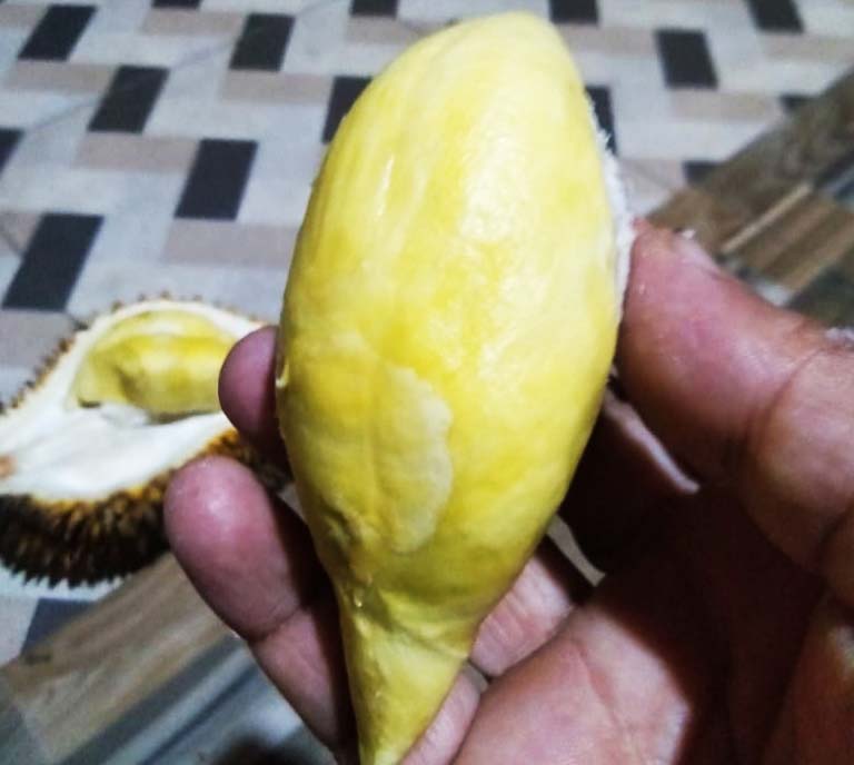 Durian ripto, khas dan andalan Trenggalek. Foto: A. Asnawi/ Mongabay Indonesia