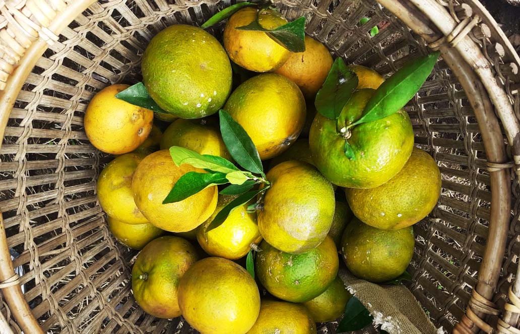 Panen jeruk di Pagar Alam. Foto: Suryadi/ Mongabay Indonesia
