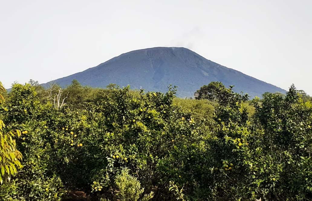 Kebun jeruk di Pagar Alam. Foto: Suryadi/ Mongabay Indonesia