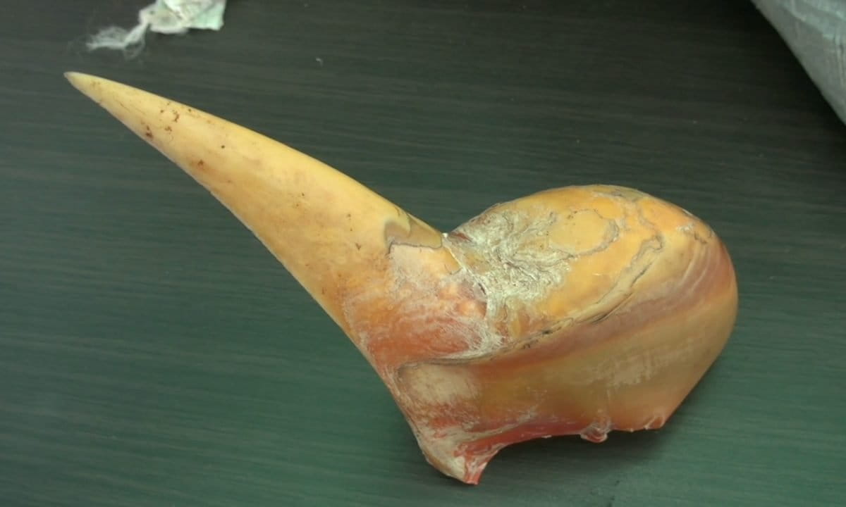 Paruh rangkong sitaan Balai Gakum KLHK. Foto: Ayat S Karokaro/ Mongabay Indonesia