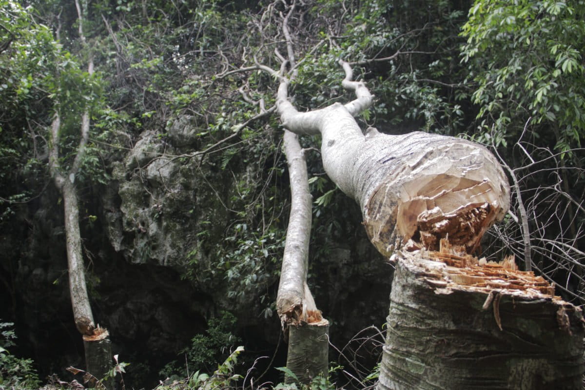 PT CRI menandai area karst yang akan diledakkan untuk jalur kereta api dengan tebangan pohon, di Pangkep. Foto: Eko Widianto/ Mongabay Indonesia