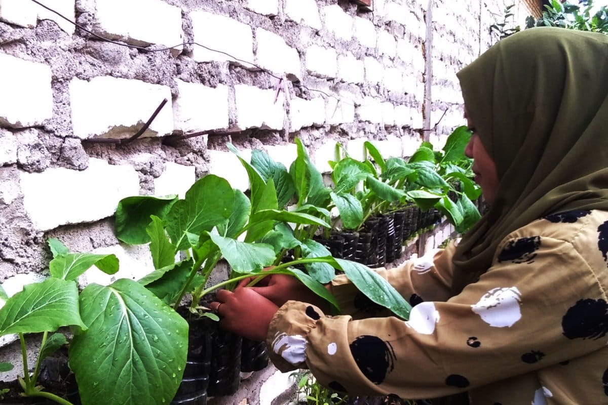Bu Kang, memetih sawi di tepi rumahnya. Foto: Gafur Abdullah/ Mongabay Indonesia