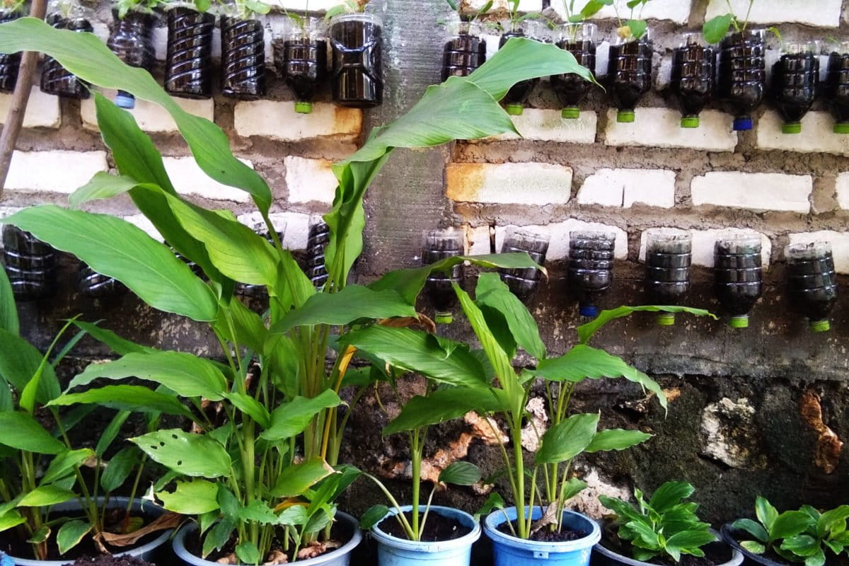 Kunyit dan kencur dari halaman rumah Bu Kang. Foto: Gafur Abdullah/ Mongabay Indonesia