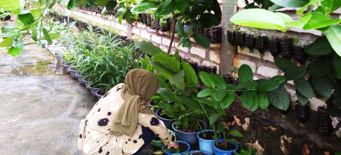 Bu Kang, sibuk membenahi tanaman-tanamannya. Foto: Gafur Abdullah/ Mongabay Indonesia