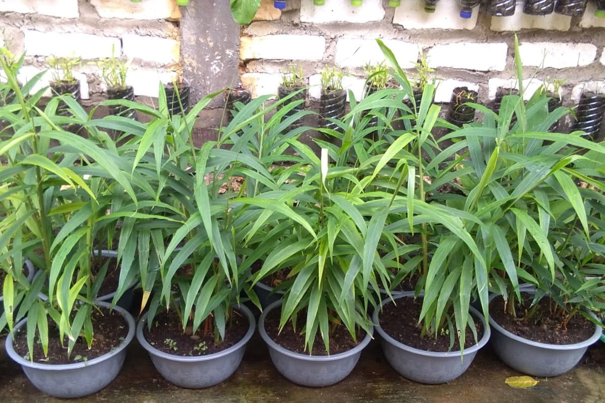 Jahe yang ditanam Bu Kang. Foto: Gadur Abdullah/ Mongabay Indonesia