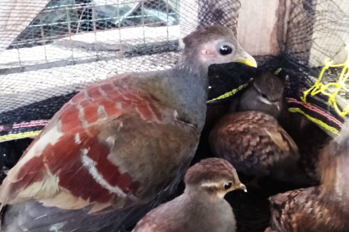 Anakan mamua siap lepas liar. Foto: Mahmud Ichi/ Mongabay Indonesia