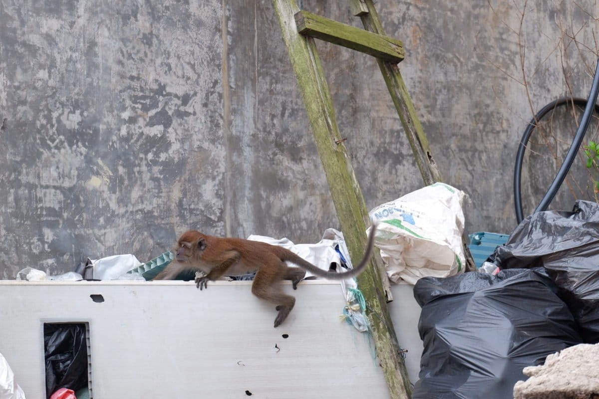  Monyet panjang ekor mengambil kantong sampah.FitiL Yogi ES/Mongabay Indonesia