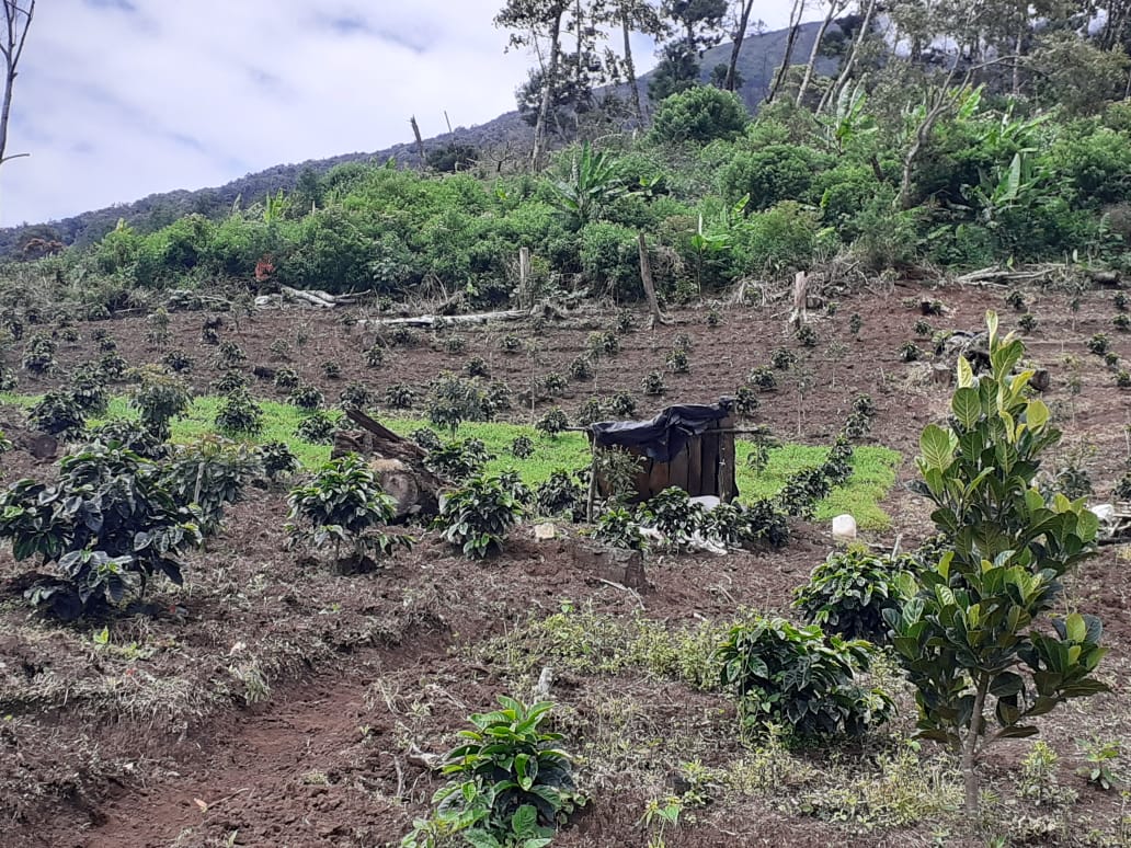 Warga mulai tanami wilayah HKM Kibuk dengan beragam tanaman keras, seperti buah-buahan, ada nagka, alpukat, jengkol, durian dan lain-lain.  Kini, pengelolaan wilayah HKm Kibuk dengan pola agroforestri. Foto: Suryadi/ Mongabay Indonesia
