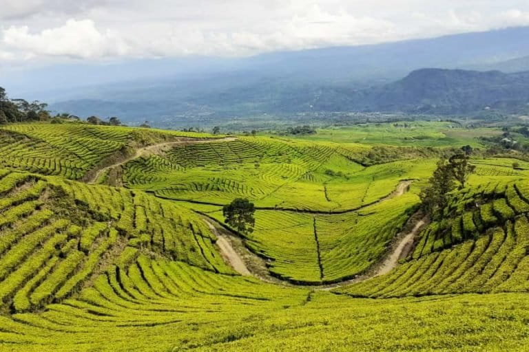 Sebagian pemandangan di HKm Kibuk. Pengelolaan wilayah HKm Kibuk dengan pola agroforestri. Foto: Suryadi/ Mongabay Indonesia