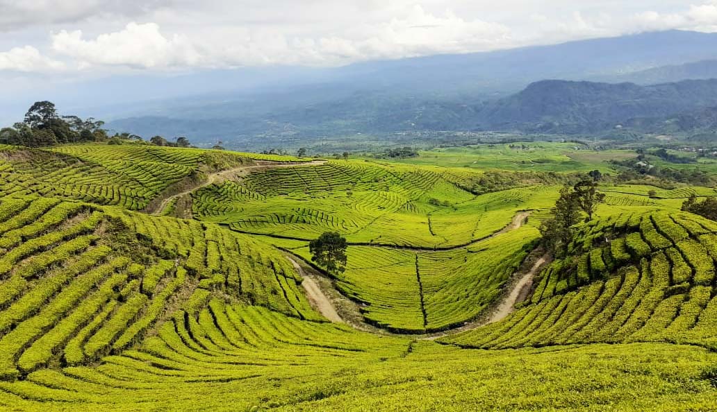 Sebagian pemandangan di HKm Kibuk. Pengelolaan wilayah HKm Kibuk dengan pola agroforestri. Foto: Suryadi/ Mongabay Indonesia
