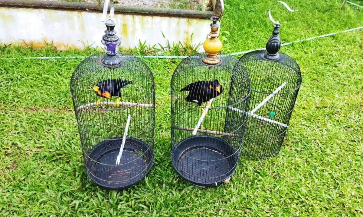Burun-burung yang disita dari rumah Bupati Langkat, non aktif. Terbit Rencana Perangin-angin. Foto: KLHK