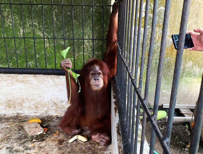 Orangutan Sumtaera yang disita dari rumah Bupati Langkat non aktif, Terbit R Perangin-angin. Foto: Yayasan Orangutan Sumatera Lestari-Orangutan Information Center (YOSL-OIC