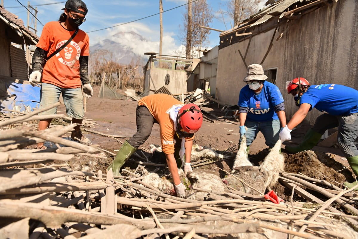 Hewan yang mati terkena erupsi Semeru. Foto: COP