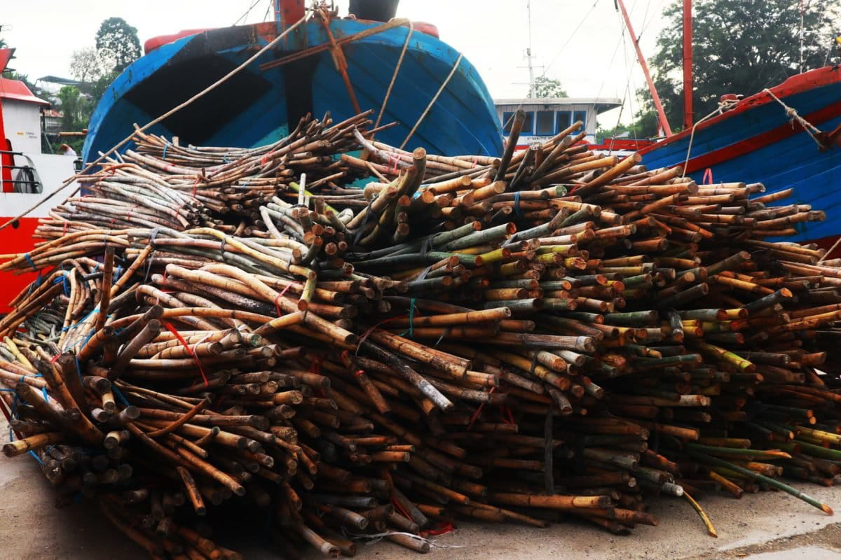 Rotan manau yang diambil dari Taman Nasional Siberut, diamankan polisi di Padang, Sumatera Barat. Foto: Jaka HB/ Mongabay Indonesia
