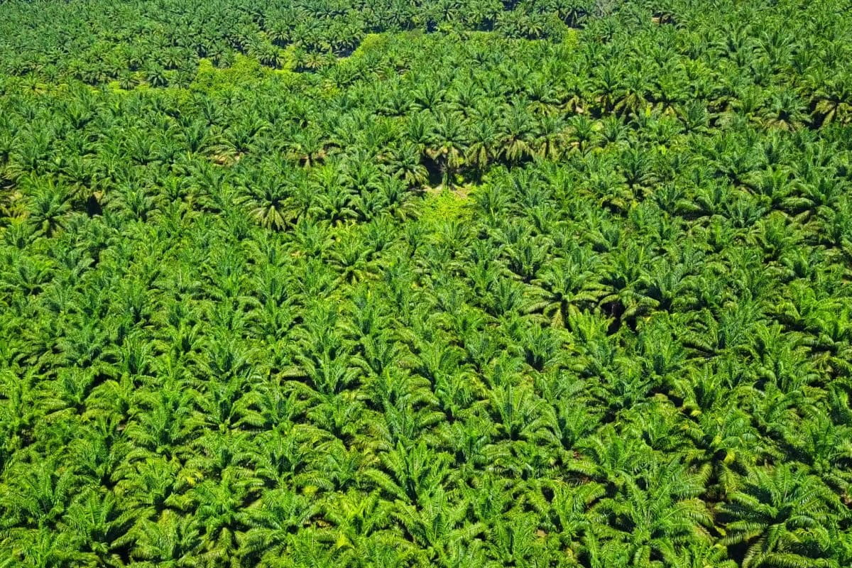 Ilustrasi. Kawasan hutan yangg jadi kebun sawit. Foto: Ayat S Karokaro/ Mongabay Indonesia