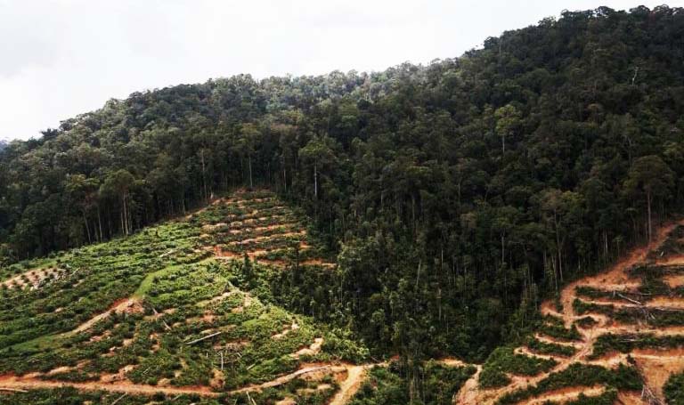 Hutan adat Laman Kinipan, yang berubah jadi kebun sawit skala besar. Foto:Meta Septalisa