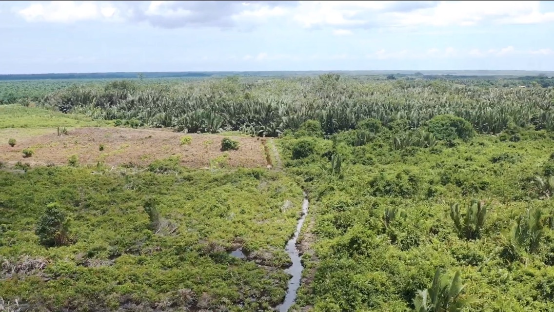 ungai Simpangheran yang mengalami penyempitan, tempat gajah menyeberang di Desa Jadi Mulya, Ogan Komering Ilir, Sumatera Selatan. Habitat gajah tergerus, mereka hidup di antara konsesi perusahaan dan kebun warga. Foto: Richaldo Hariandja/ Mongabay Indonesia