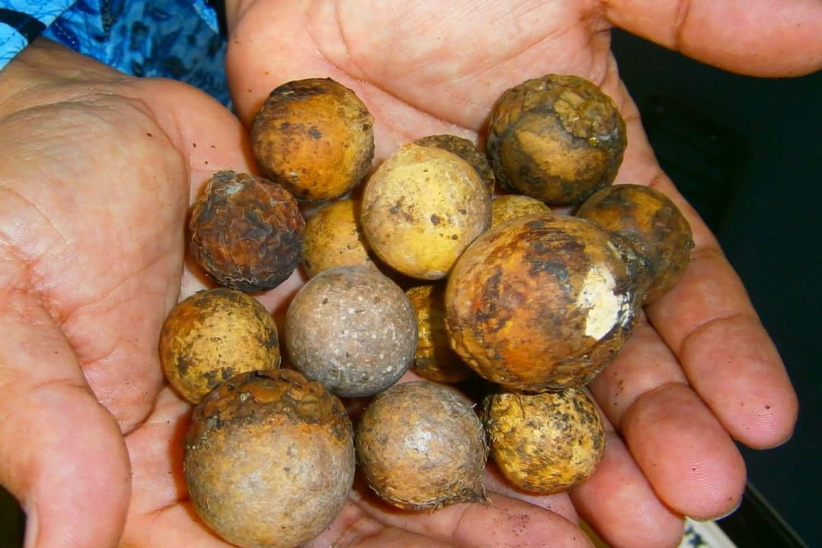 Buah nyamplung kering. Limbahnya bisa jadi bahan pakan ternak. Foto: Nuswantoro/ Mongabay Indonesia