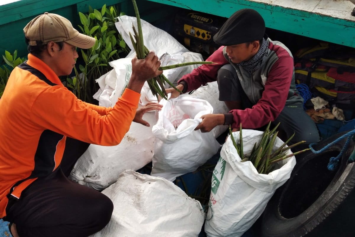 Para relawan penanaman mangrove tengah memiliha propagol di atas perahu. Foto: Moh.Tamimi/Mongabay Indonesia