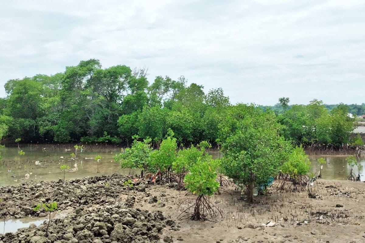 Kondisi hutan mangrove di Raja Gili. Foto: Mongabay Indonesia