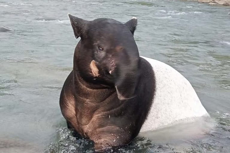 Tapir yang ditemukan terjebak di arus sungai di Desa Batu Busuk. Foto: Vibolia/ Mongabay Indonesia