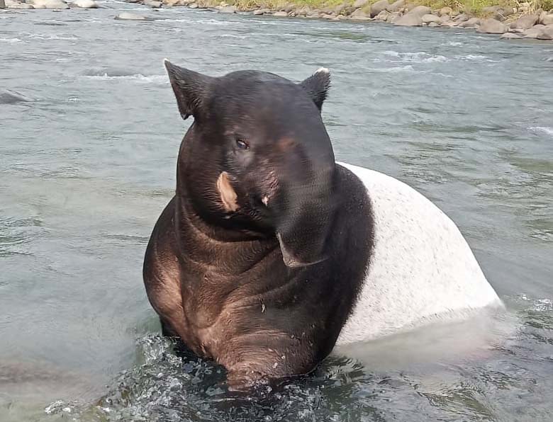 Tapir yang ditemukan terjebak di arus sungai di Desa Batu Busuk. Foto: Vibolia/ Mongabay Indonesia