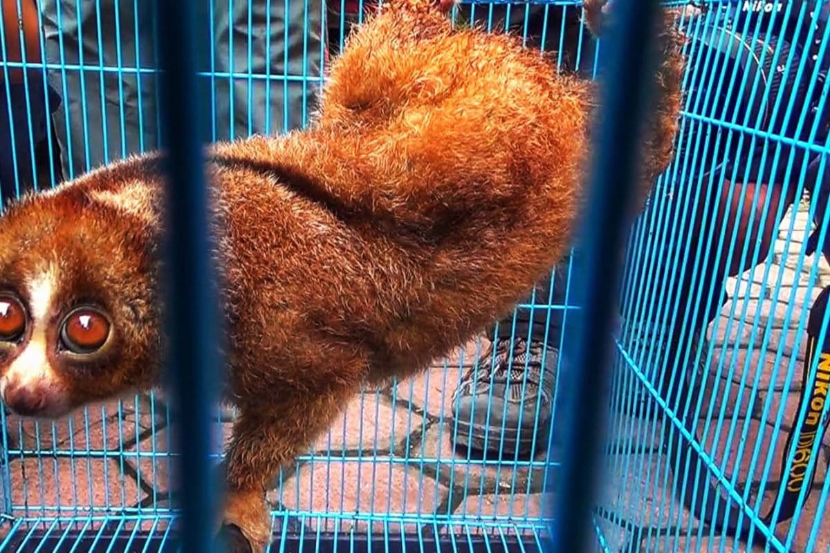 Kukang Sumatera, jadi salah satu satwa liar yang jadi sasaran buruan dan perdagangan liar. Foto: Ayat S Karokaro/ Mongabay Indonesia