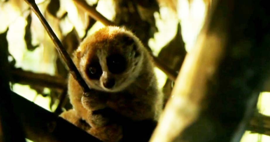 Kukang sitaan yang lepas liar. Foto: Ayat S Karokaro/ Mongabay Indonesia