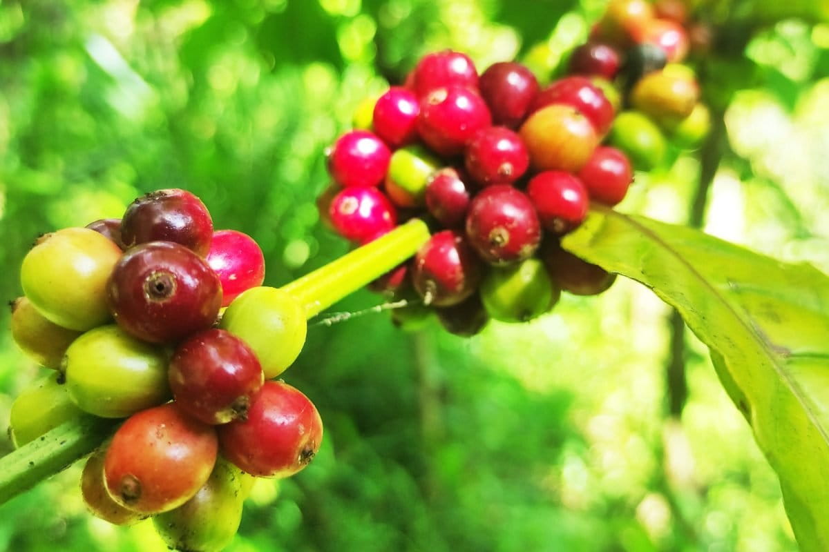 Buah kopi yang sudah memerah dan siap petik. Tanaman kopi di Dulamayo jadi salah satu tanaman untuk cegah bencana. Petani tanam dengan konsep wanatani, tanaman di kebun beragam antara tanaman keras dan semusim. Foto: Sarjan Lahay/ Mongbay Indonesia